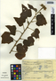 Hibiscus costatus A. Rich., Mexico, J. I. Calzada 6352, F